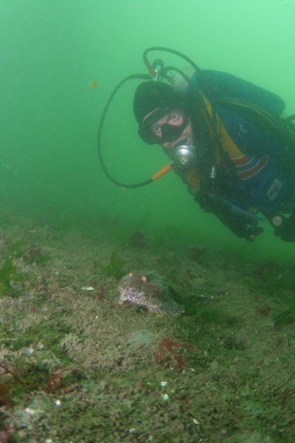 BUFFALO SCULPIN ON MUD